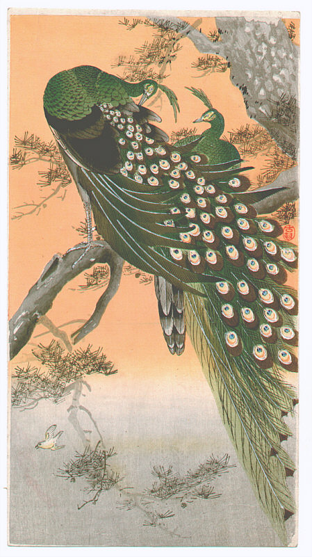 Peafowls