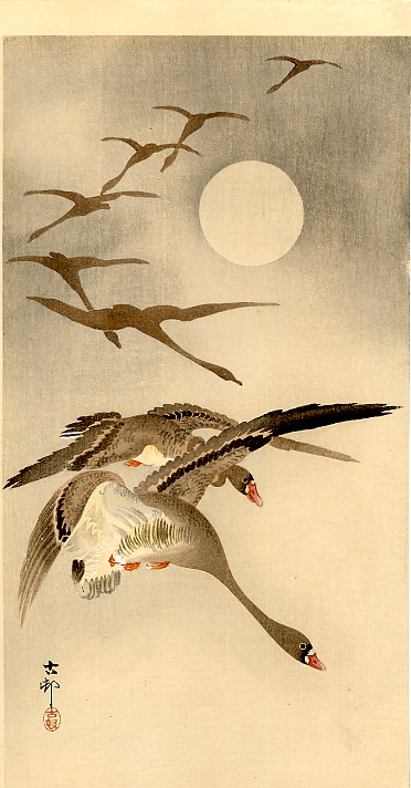 eight-white-fronted-geese-in-flight-full-moon-behind