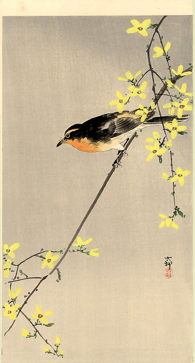 Orange-Breasted Bird