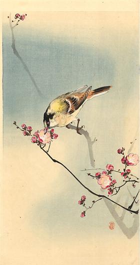 Songbird on Plum blossom, by Ohara Koson