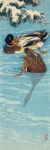 Mallard Ducks Swimming