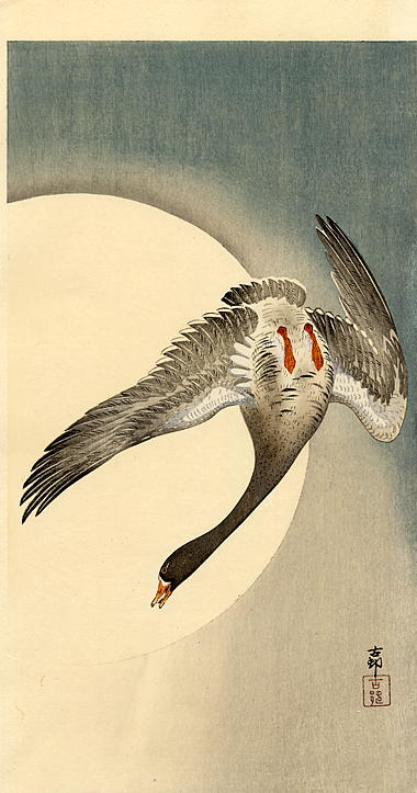 Flying white-fronted goose seen from underneath in front of the moon